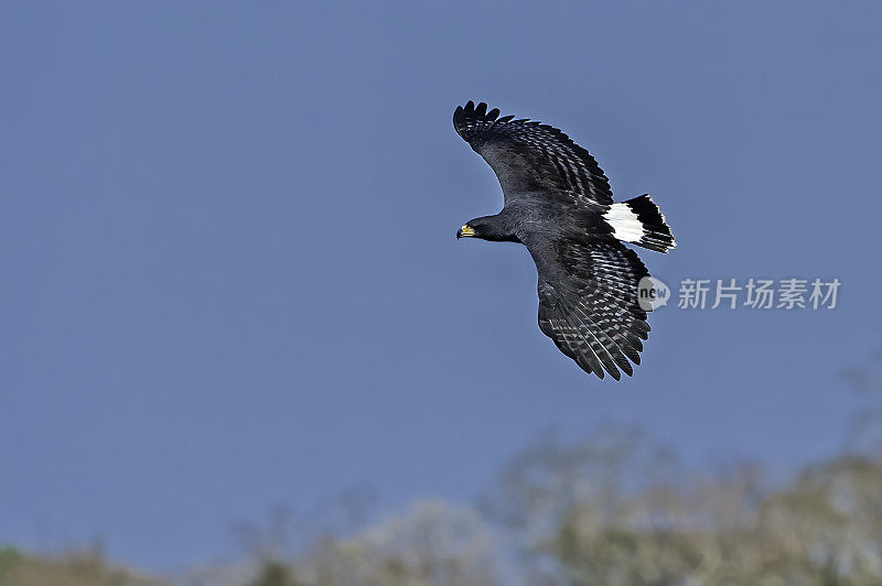 大黑鹰(Buteogallus urubitinga)是鹰科的一种猛禽。在巴西潘塔纳尔捕鱼觅食。